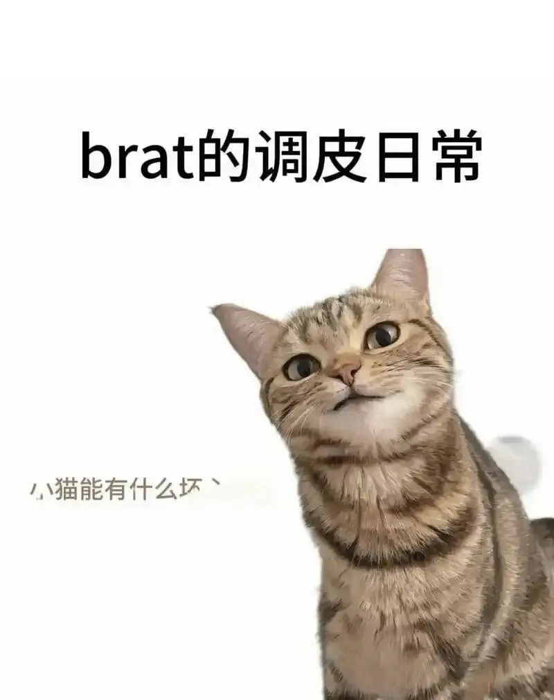 西檬之家k8猫系是什么?你的字母圈属性是什么? 一